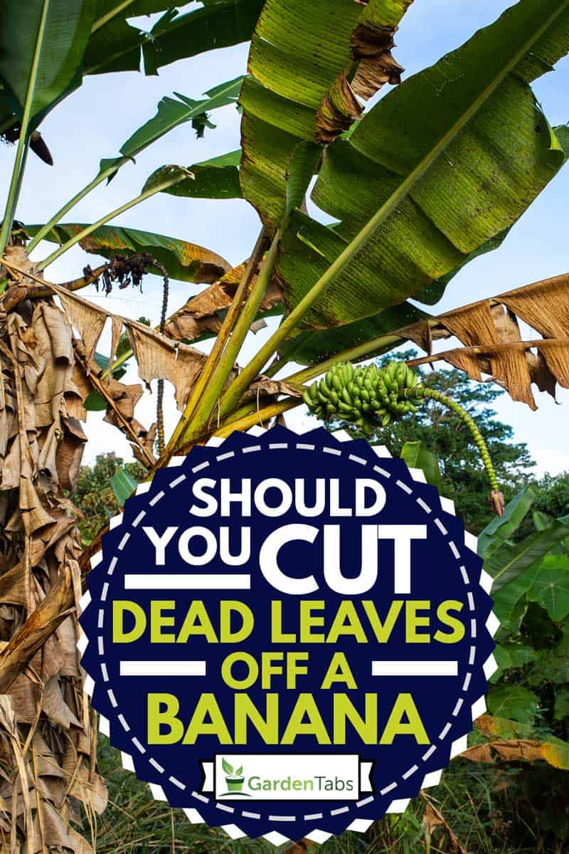 Banana Trees With Banana Blossom and banana dead leaves in the garden, Should You Cut Dead Leaves Off A Banana Tree?