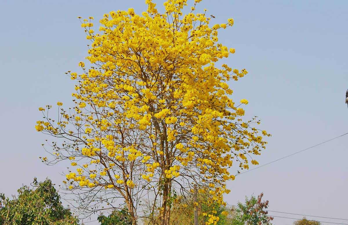 Simply beautiful yellow golden trumpet (handroanthus chrysotrichus tree) blossoming