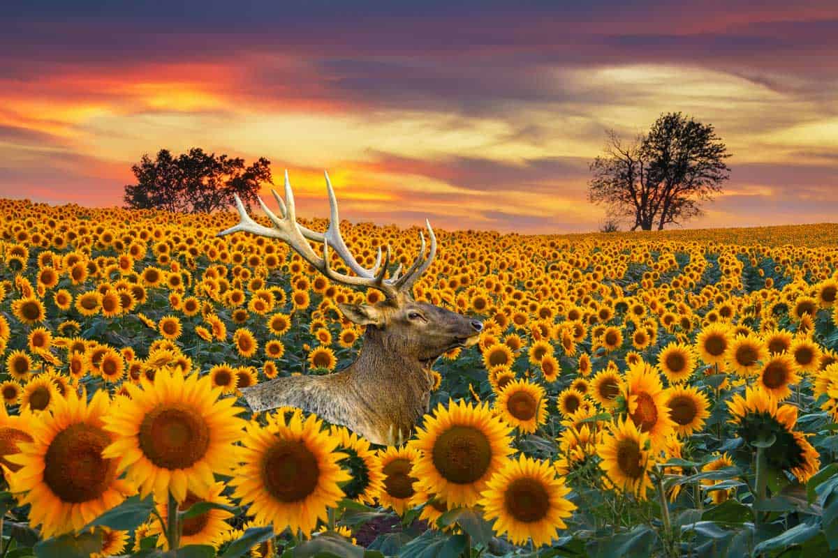 Sunflower field with deer in the background in the Midwest in full bloom at sunset.