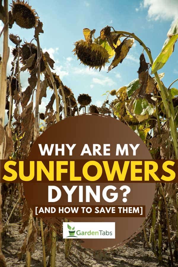 Inside of a field of dried sunflowers, Why Are My Sunflowers Dying? [And how to save them]