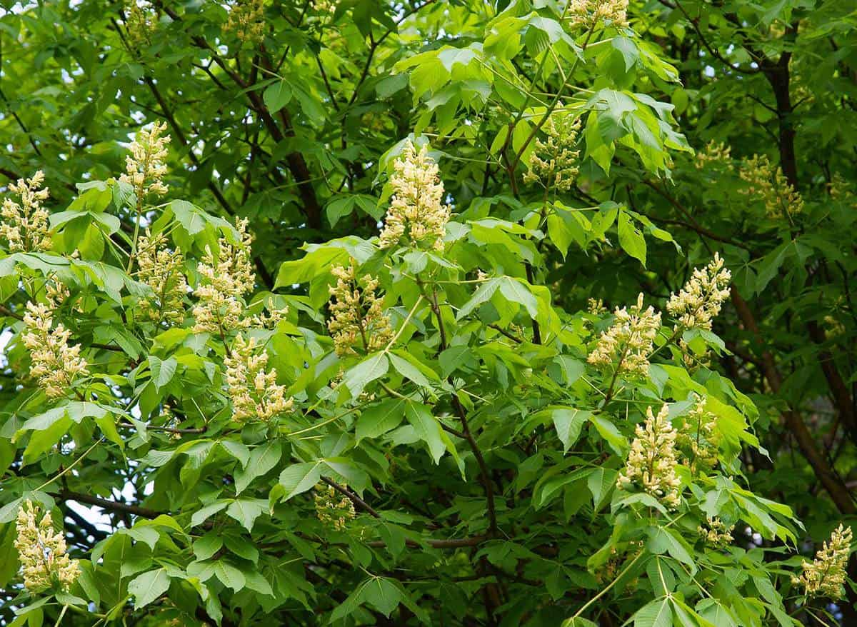 Yellow flowers of Aesculus flava tree at spring