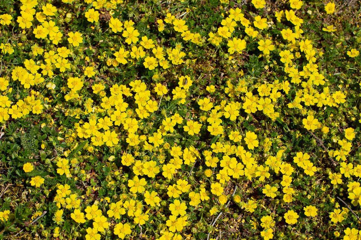 Yellow flowers of creeping cinquefoil