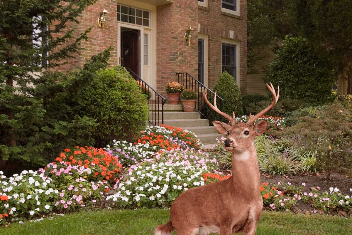 A collage of Lush flower beds with impatiens line a walkway to a front door of a residence and a deer