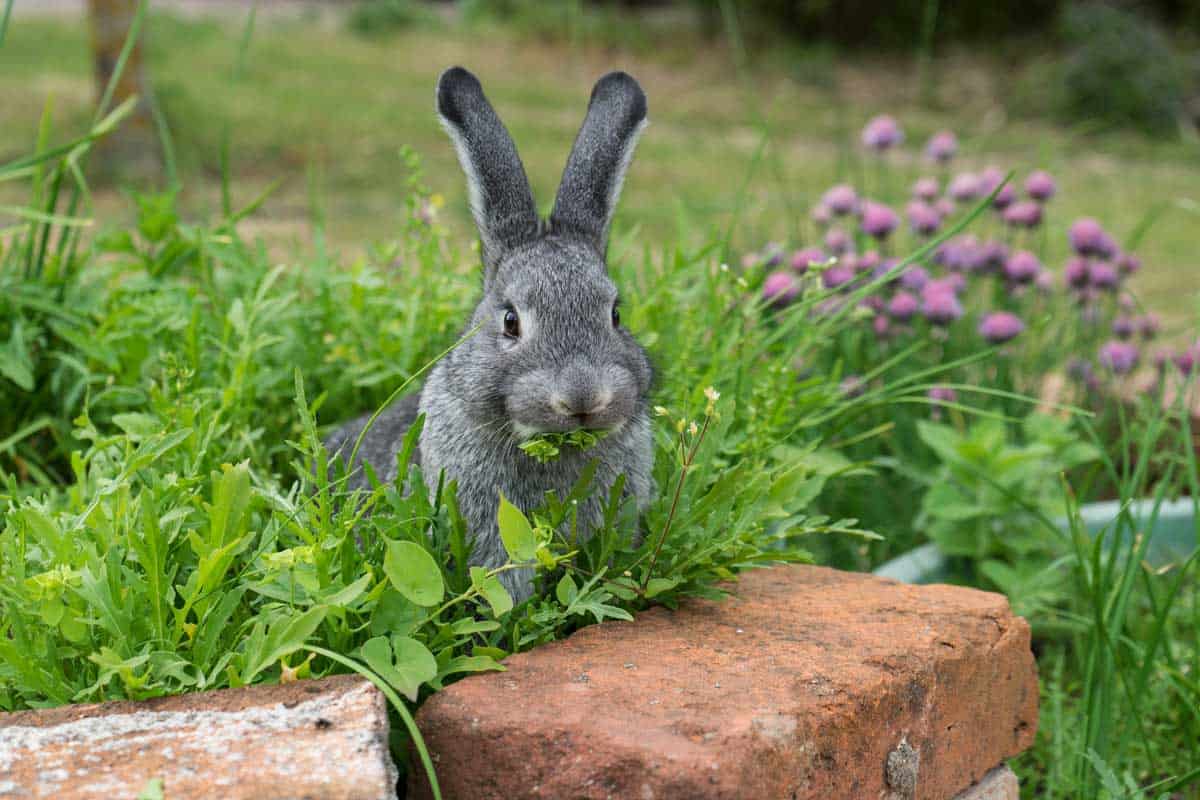 A gray rabbit sits in the herb bed and eats