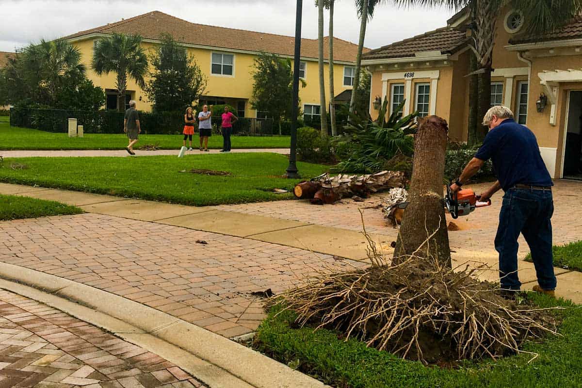 A man uses a chainsaw to remove a fallen palm tree from the front yard of his Florida home