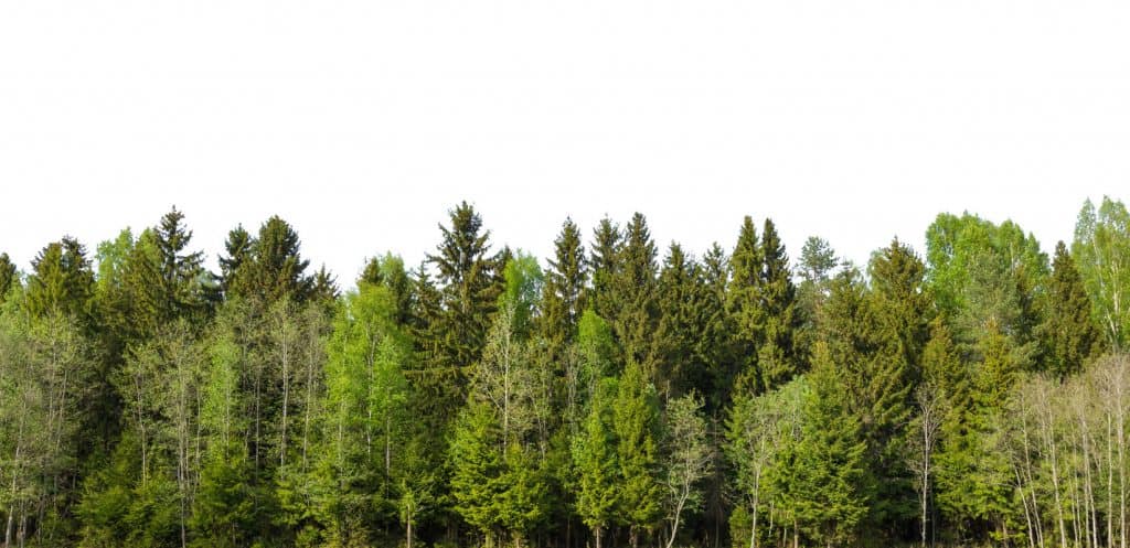 A panoramic view of a pine forest