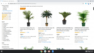 Amazon page showing palm trees for sale