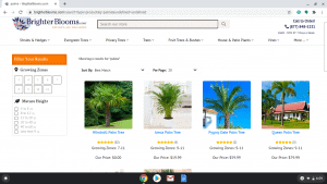 Brighter Blooms page showing palm trees for sale