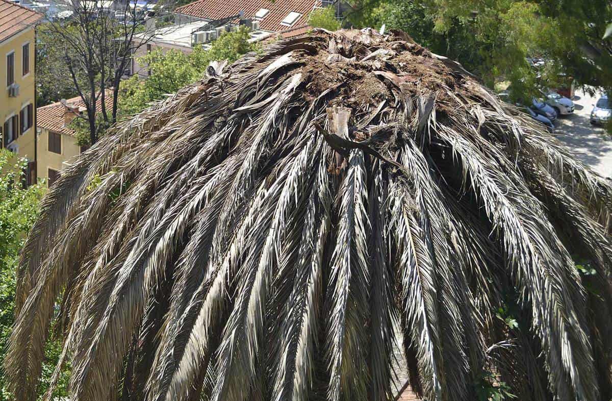 Dead palm on a hill above the marina