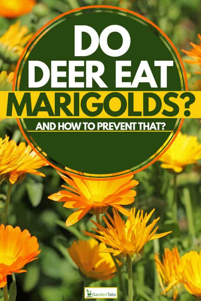 A marigold at full bloom on the hot sun, Do Deer Eat Marigolds? [And How to Prevent That]