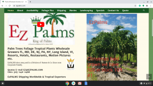 EZPalms page showing palm trees for sale