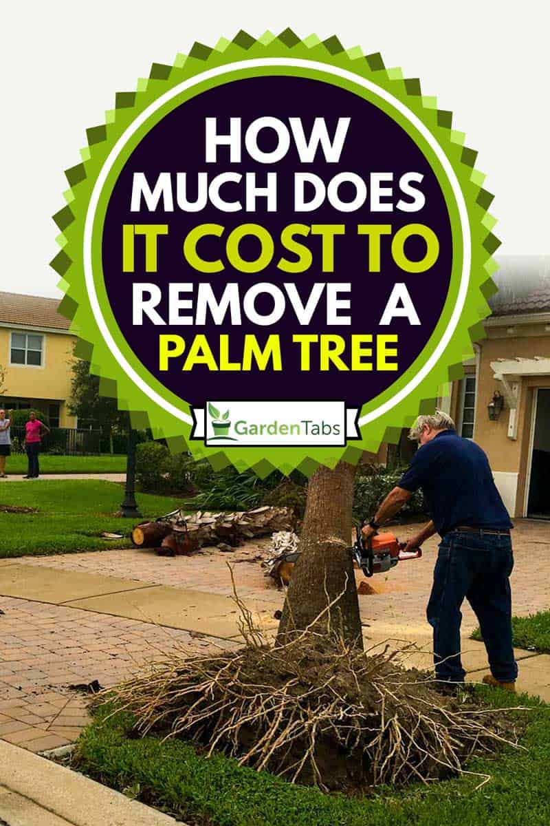 A man uses a chainsaw to remove a fallen palm tree from the front yard of his Florida home, How Much Does it Cost to Remove a Palm Tree?