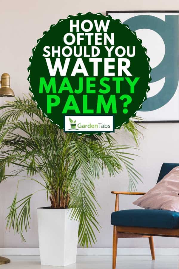 Palm plant in white pot in living room interior, How Often Should You Water Majesty Palm?