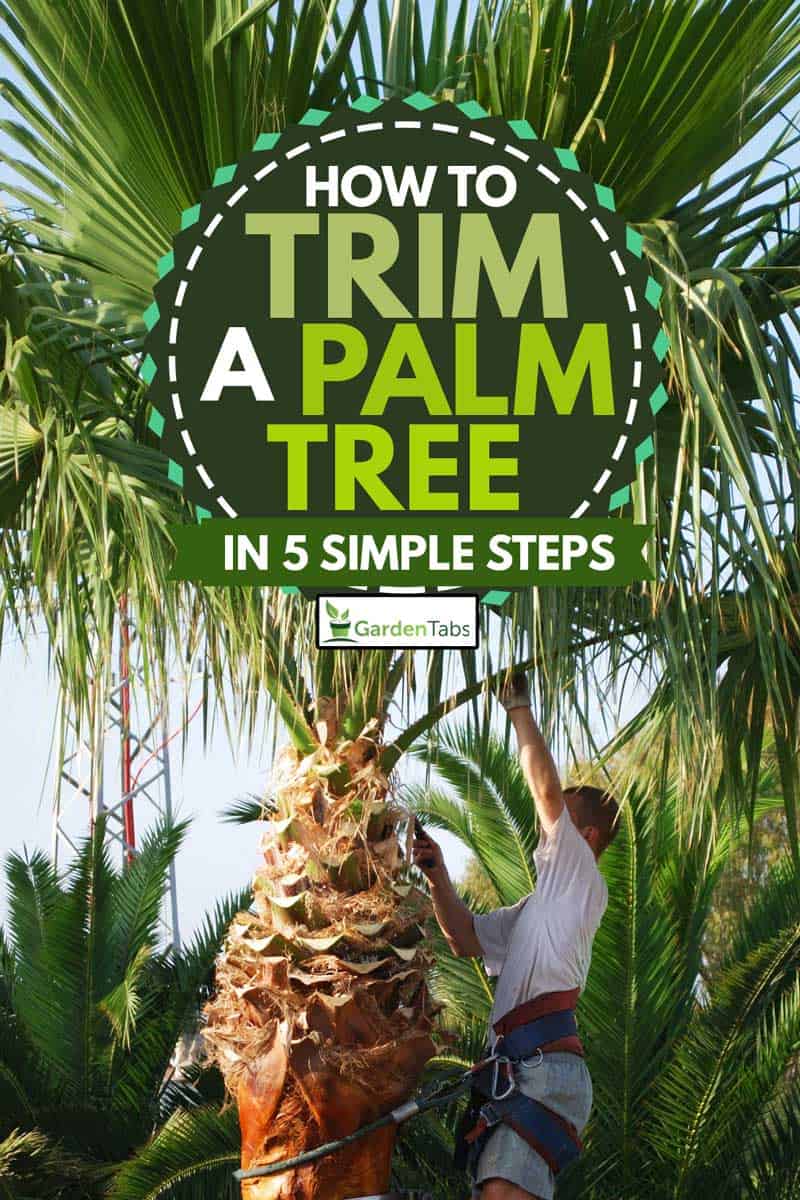 Tree surgeon trimming a palm tree wearing tree climbing equipment, How To Trim A Palm Tree in 5 Simple Steps