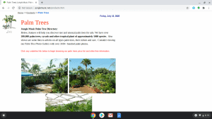 Jungle Music Palms & Cycads page showing palm trees for sale