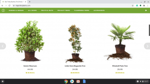 My Perfect Plants page showing palm trees for sale