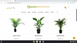 Palm Distributors page showing palm trees for sale