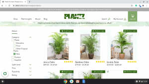 Plantz.com page showing palm trees for sale
