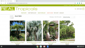 Real Tropicals page showing palm trees for sale