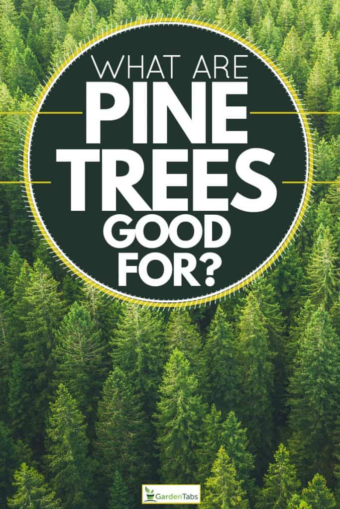 A forest filled with pine trees, What Are Pine Trees Good For?