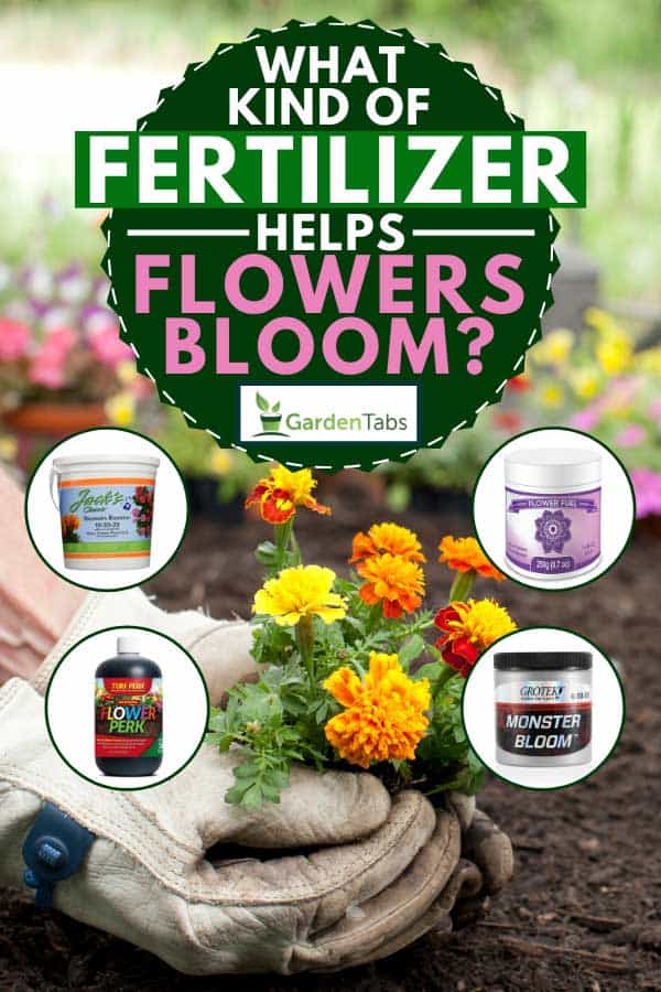 Collage of flower fertilizers with man planting Marigold flowers on the background, What Kind Of Fertilizer Helps Flowers Bloom? [7 Concrete Suggestions]