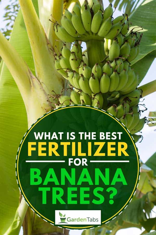 Bunch of green banana fruit on banana tree, What is the Best Fertilizer for Banana Trees?