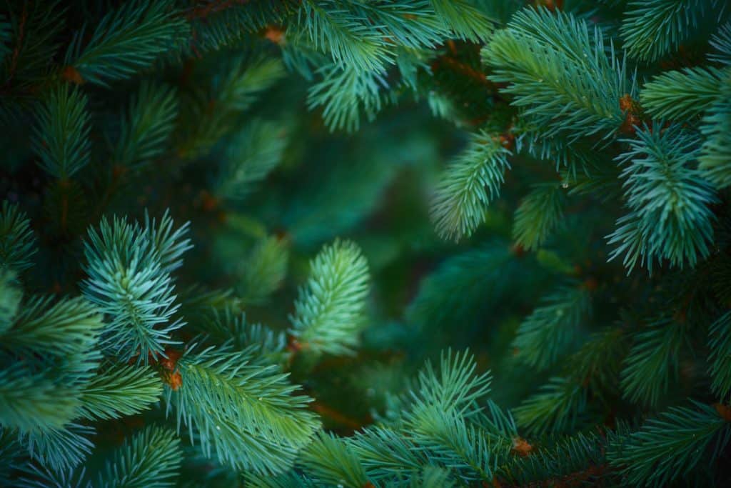 A close up shot of a pine needle