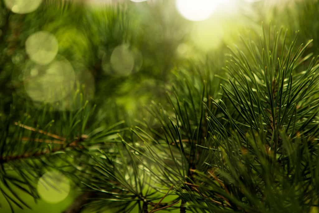 A focused shot of a pine needle