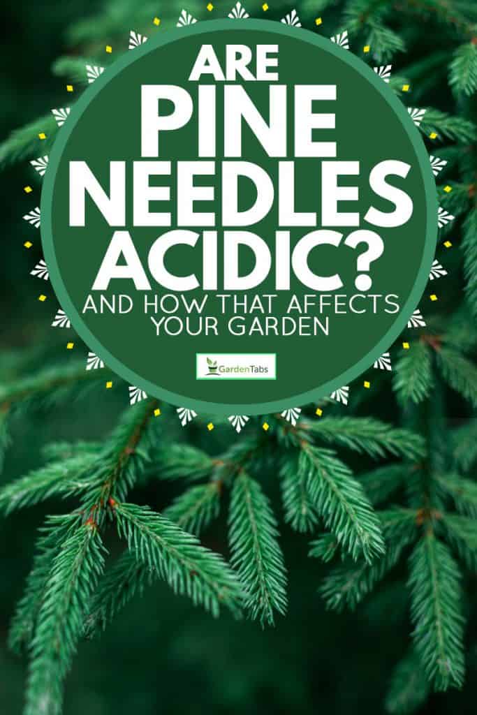 A close up shot of a small pine needle, Are Pine Needles Acidic? [And how that affects your garden]