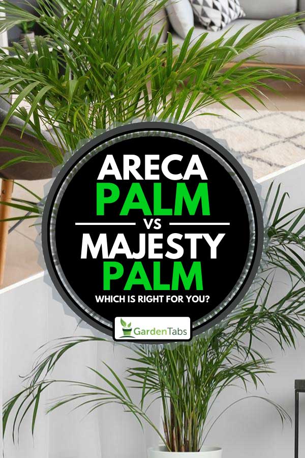 Collage of areca palm and majesty palm inside a home, Areca Palm VS Majesty Palm: Which Is Right For You?