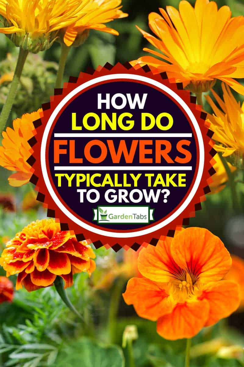 How Long Do Flowers Typically Take To Grow   Garden Tabs