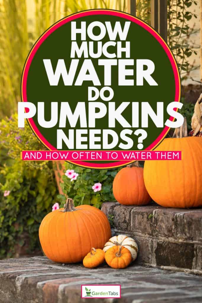 Three huge pumpkins on a staircase, How Much Water Do Pumpkins Need? [And how often to water them]