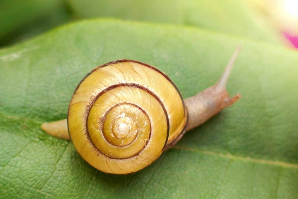Small spiral snail on a green leaf in the garden