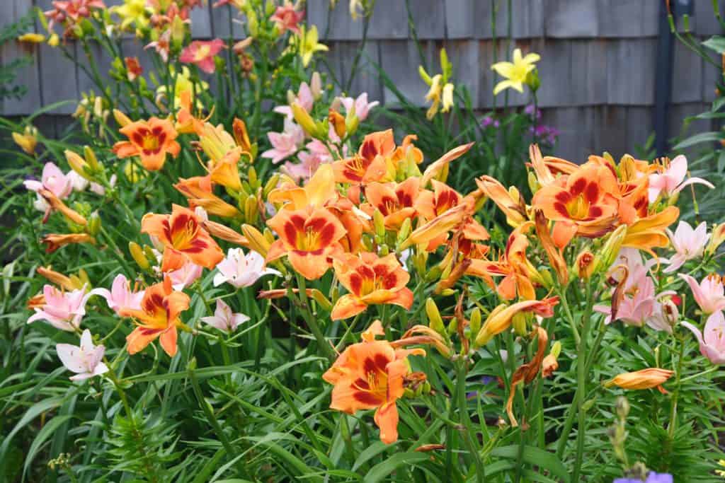 A garden filled with different kinds of daylilies on a garden