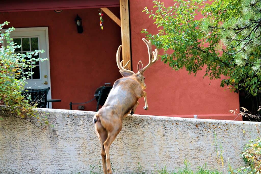 A deer jumping over the fence of a house