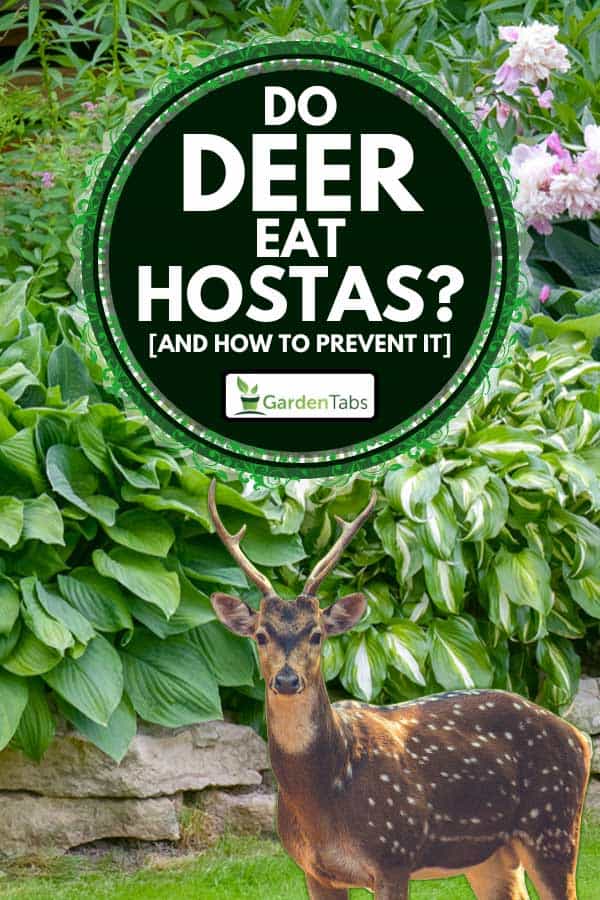 Deer standing with beautiful garden of hostas on the background, Do Deer Eat Hostas? [And How To Prevent It]
