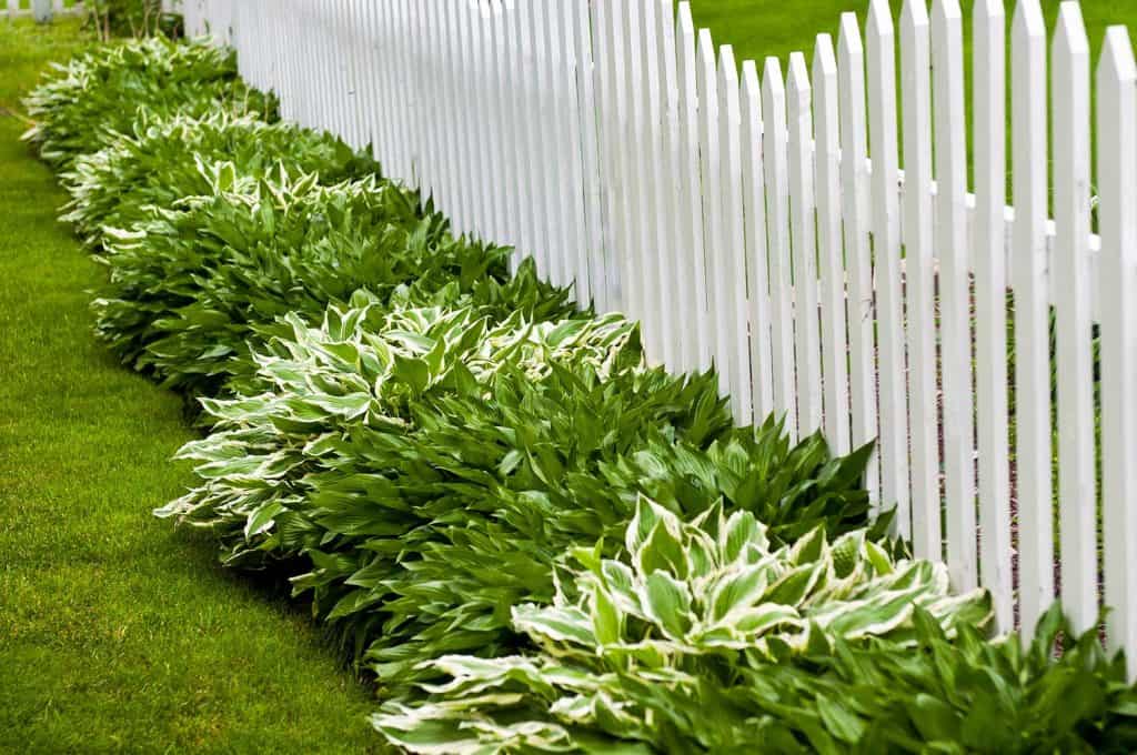 Hostas and picket fence