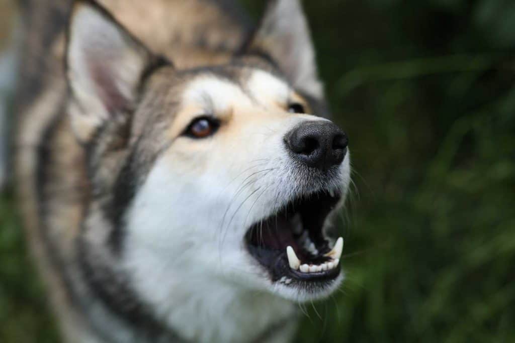 Picture of a barking dog
