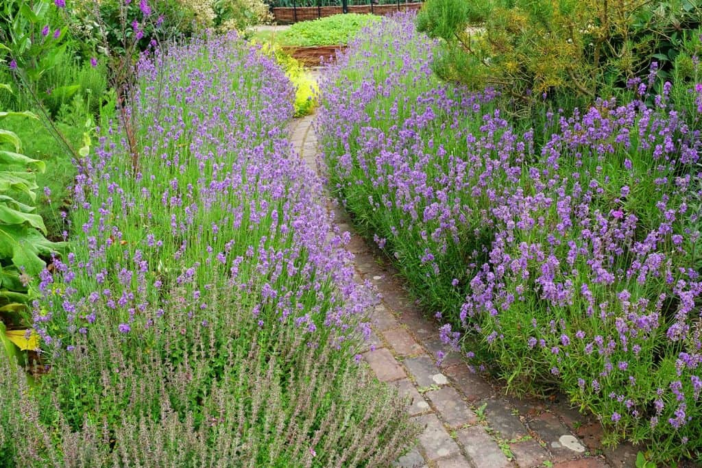 Small brick garden path lined by flowering lavender in an English country garden
