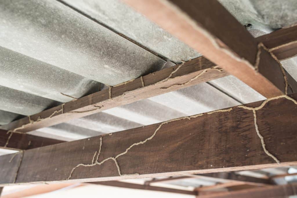 Termite problems on the ceiling joist and trusses of the house