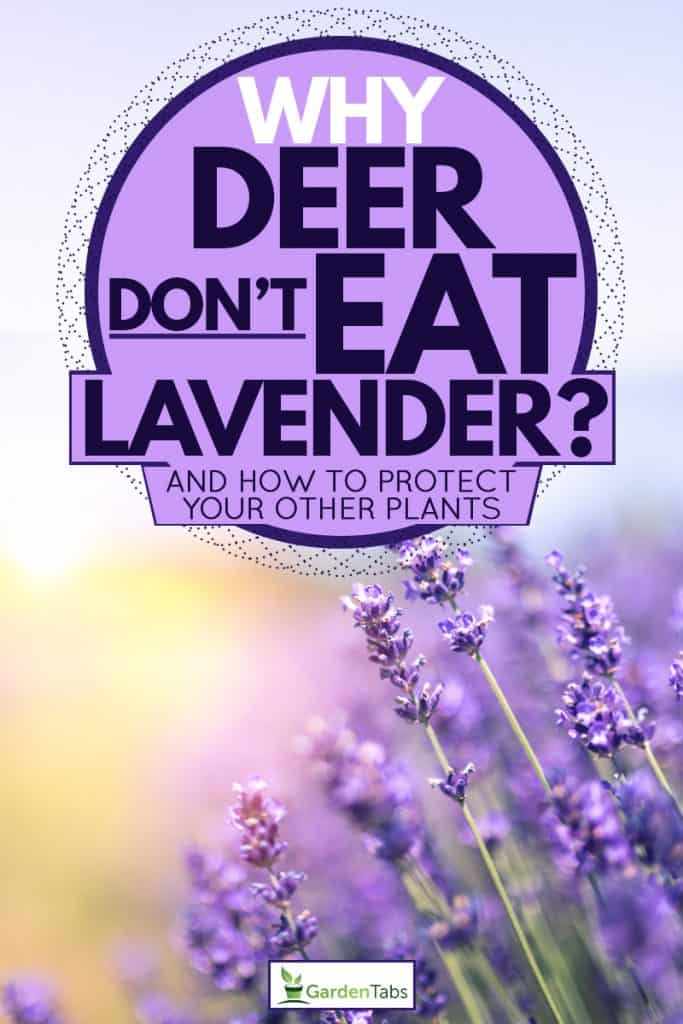 A close up photo of a lavender flower on a wide field of lavender, Why deer don't eat lavender [And how to protect your other plants]