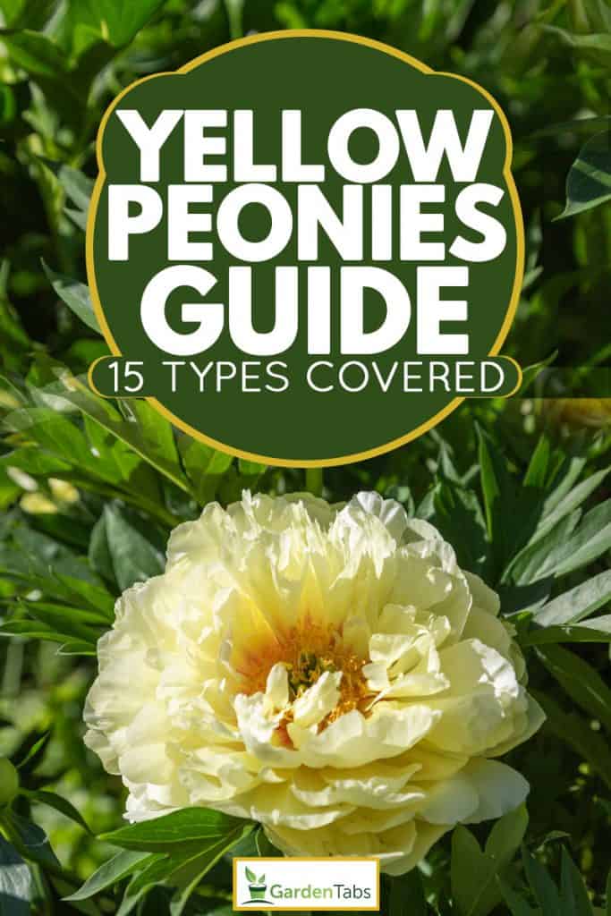 A yellow peony on a garden, Yellow Peonies Guide [15 Types Covered]