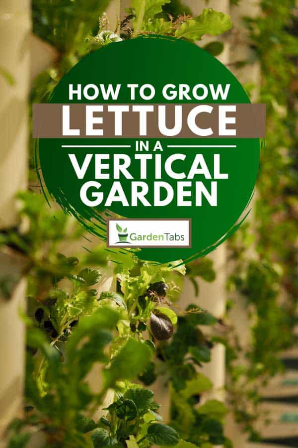 Growing lettuce in a aeroponic tower vertical garden, How To Grow Lettuce In A Vertical Garden