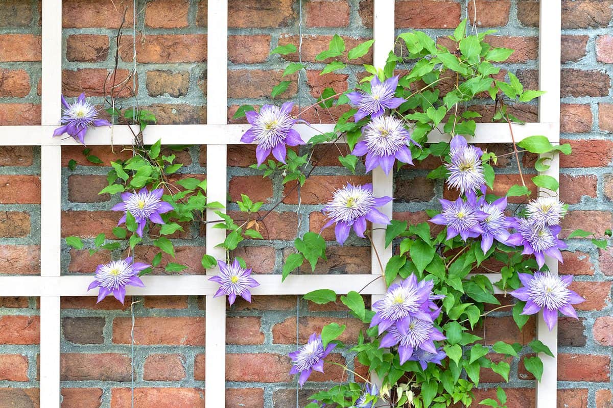 Clematis growing on a trellis