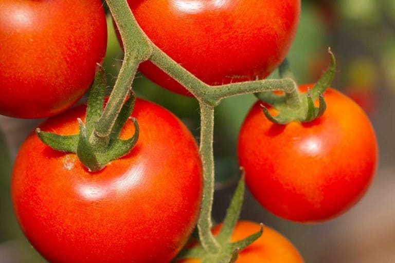 How to Grow Tomatoes in a Vertical Garden
