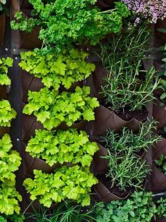 How to Make an Indoor Vertical Herb Garden