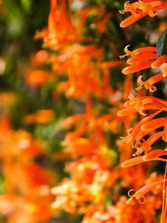 The 15 Best Perennials For a Vertical Garden