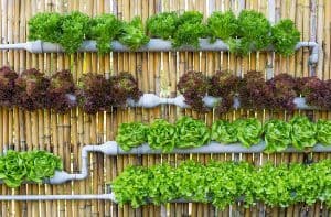 Read more about the article What Is Vertical Farming?