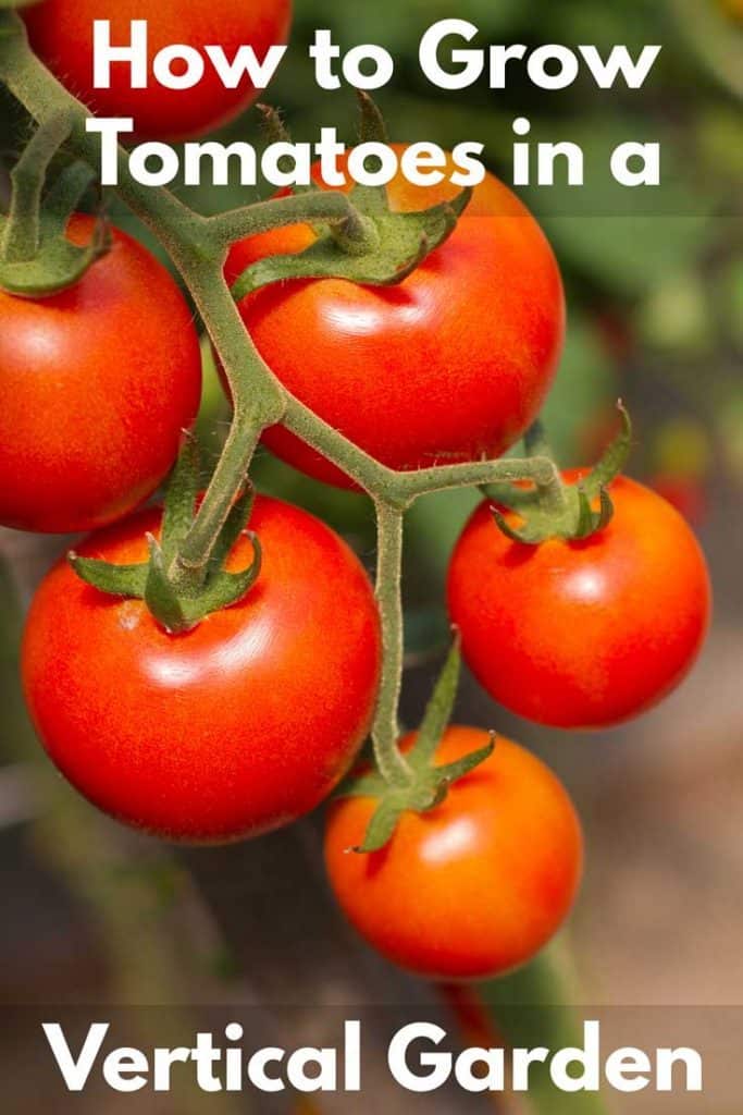How to Grow Tomatoes in a Vertical Garden
