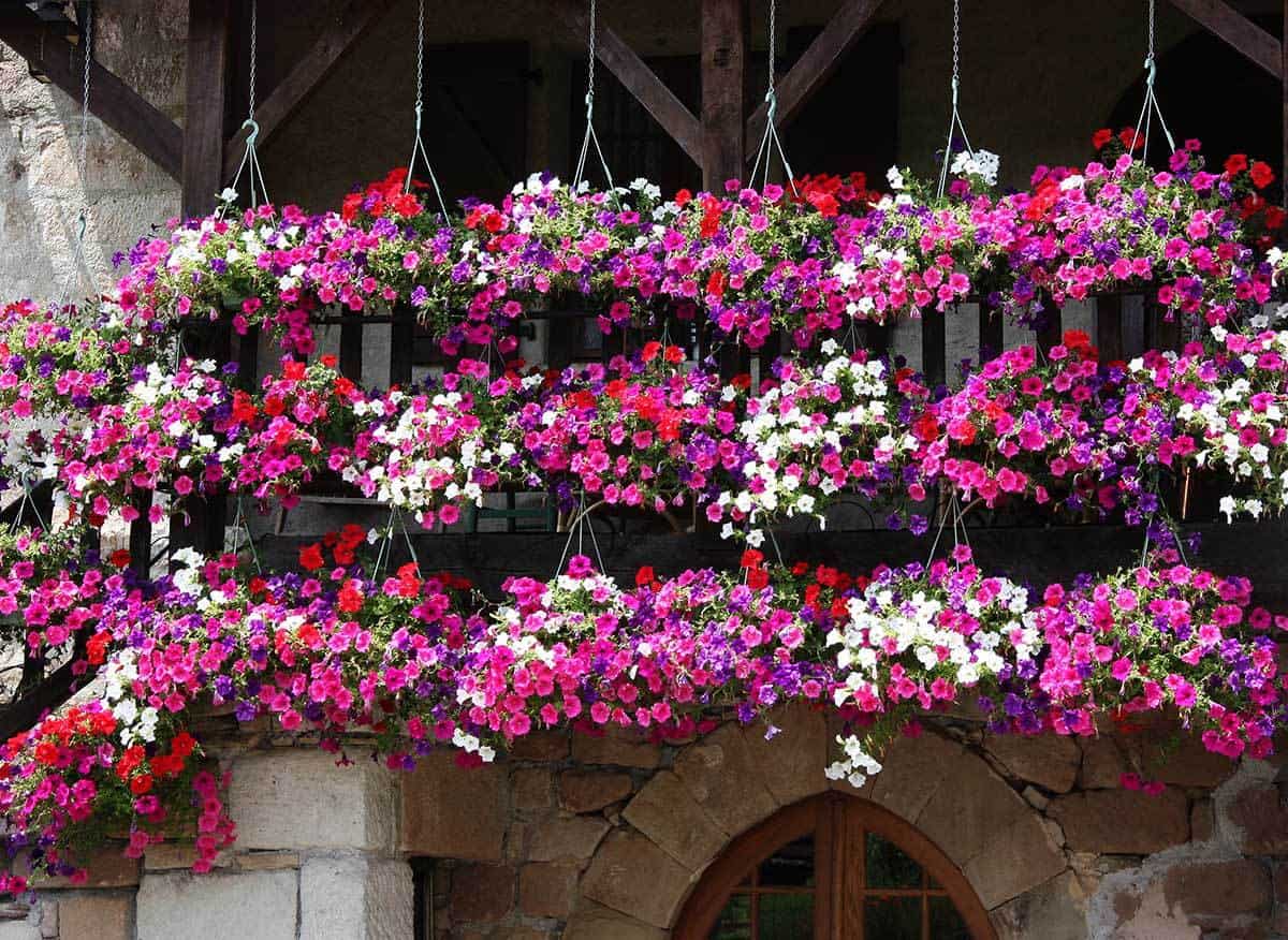 17 Best Flowers For Your Vertical Garden